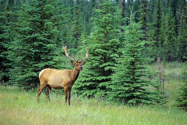 Canada-Alberta-Jasper National Park Male elk in field